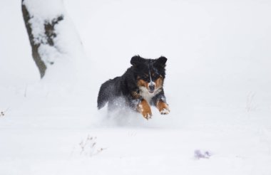 Bernese dağ köpeği kışın karda
