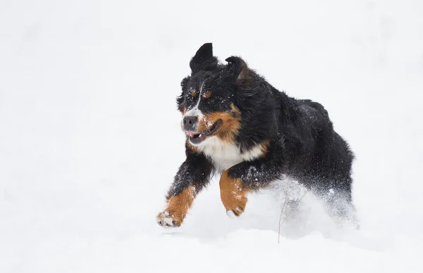 Berner Sennenhund Winter Schnee — Stockfoto