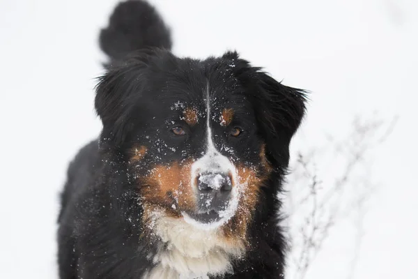 Berner Sennenhund Winter Schnee — Stockfoto