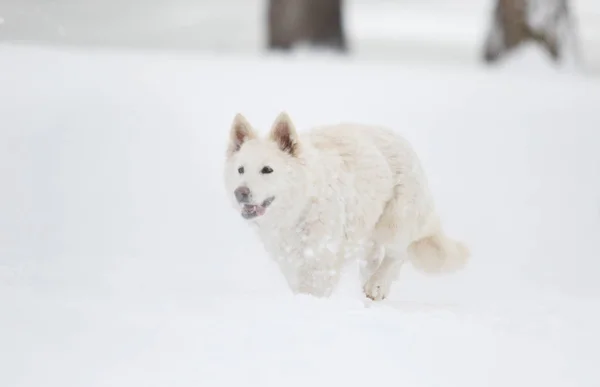 White Swiss Shepherd Στο Πάρκο Χειμώνα — Φωτογραφία Αρχείου