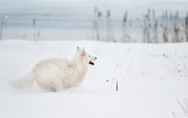 Białego Owczarka Szwajcarskiego Parku Zimie — Zdjęcie stockowe
