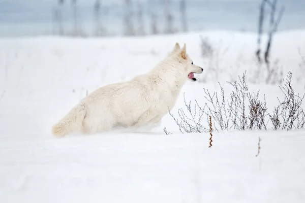 White Swiss Shepherd Στο Πάρκο Χειμώνα — Φωτογραφία Αρχείου