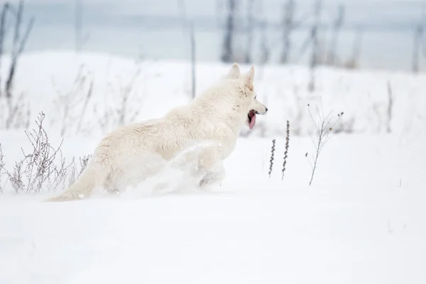 White Swiss Shepherd Στο Πάρκο Χειμώνα — Φωτογραφία Αρχείου