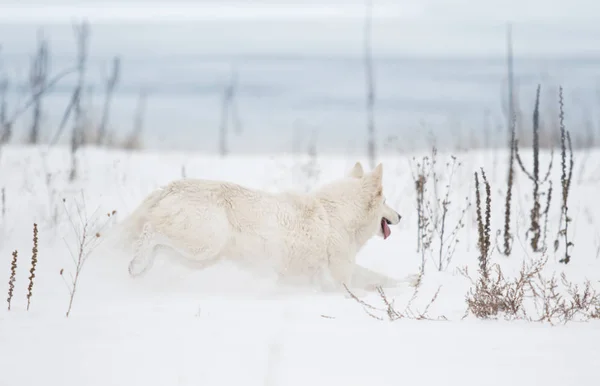 Białego Owczarka Szwajcarskiego Parku Zimie — Zdjęcie stockowe