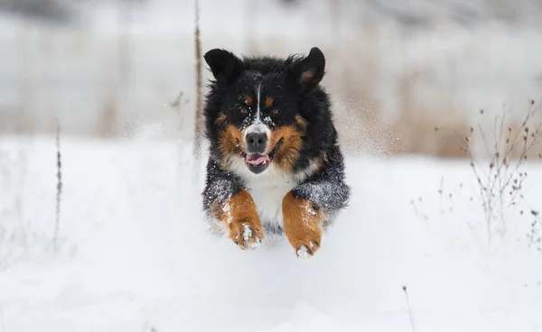 Σκυλί Bernese Mountain Στο Χιόνι Χειμώνα — Φωτογραφία Αρχείου