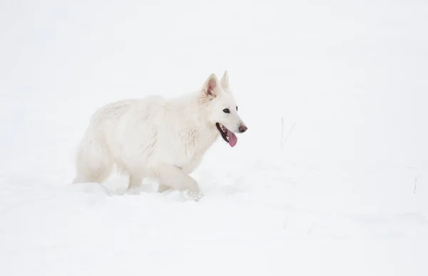 Белая Швейцарская Овчарка Зимней Прогулке — стоковое фото