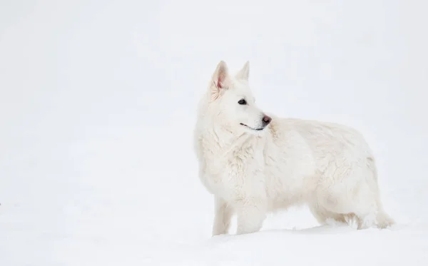 White Swiss Shepherd Winter Walk — Stockfoto