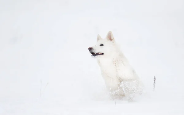 Белая Швейцарская Овчарка Зимней Прогулке — стоковое фото