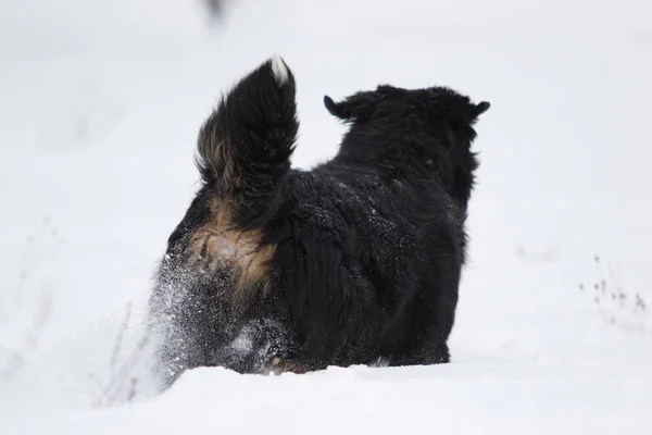 Bernese Mountain Dog Winter Walk — Stockfoto