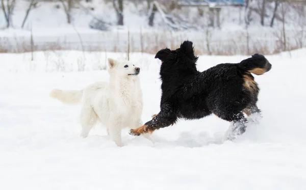 Bernese Mountain Dog Pastore Svizzero Bianco Una Passeggiata Invernale — Foto Stock