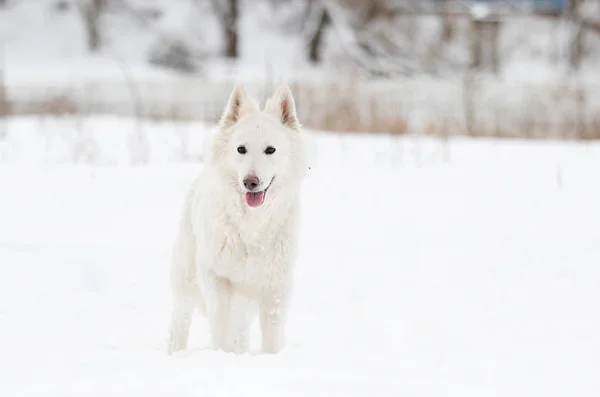 White Swiss Shepherd Winter Walk — Stock Photo, Image