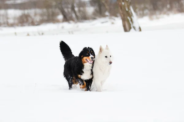 Две Собаки Зимней Прогулке — стоковое фото
