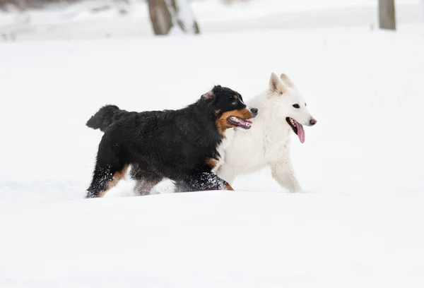Dwa Psy Zimowy Spacer — Zdjęcie stockowe