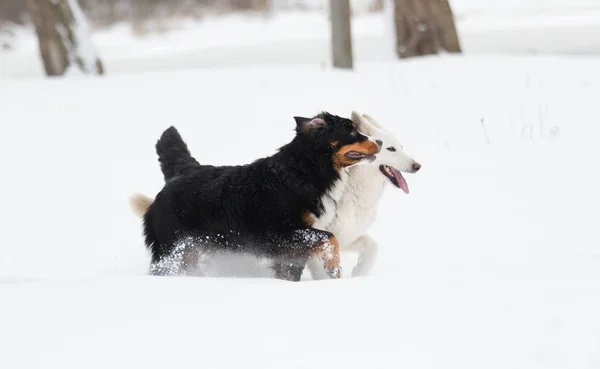 Dois Cães Uma Caminhada Inverno — Fotografia de Stock