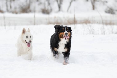 iki köpek bir kış yürüyüş