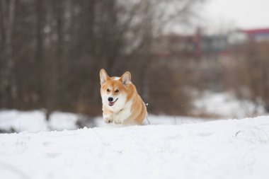active welsh corgi dog in winter