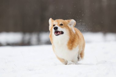 active welsh corgi dog in winter