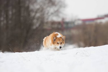 active welsh corgi dog in winter
