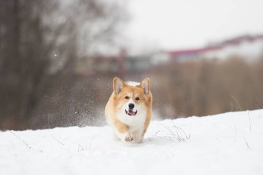 active welsh corgi dog in winter