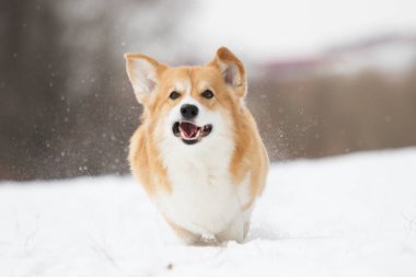 active welsh corgi dog in winter