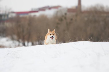 active welsh corgi dog in winter