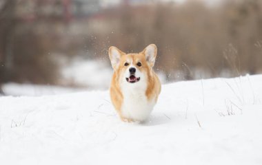 active welsh corgi dog in winter