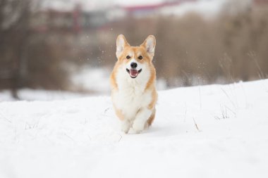 active welsh corgi dog in winter