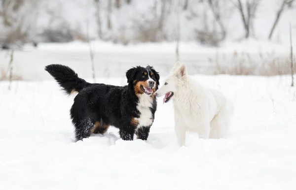 Two Dogs Winter Walk — Stock Photo, Image
