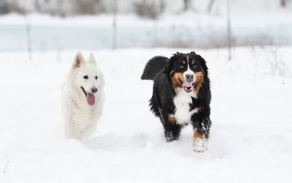 Due Cani Una Passeggiata Invernale — Foto Stock