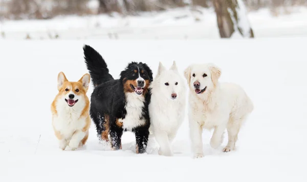 Багато Собак Зимовій Прогулянці — стокове фото