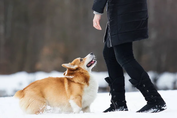 Pies Aktywny Walijski Corgi Zimie — Zdjęcie stockowe