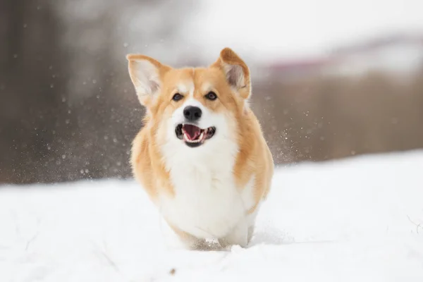 Ενεργό Ουαλλέζικο Corgi Σκύλου Χειμώνα — Φωτογραφία Αρχείου