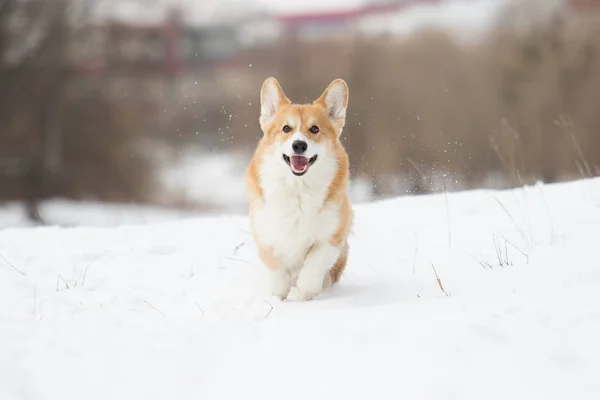 Ενεργό Ουαλλέζικο Corgi Σκύλου Χειμώνα — Φωτογραφία Αρχείου