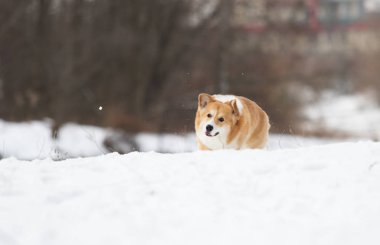 active welsh corgi dog in winter