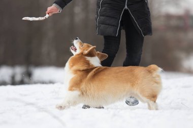 active welsh corgi dog in winter
