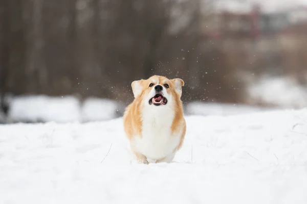 Active Welsh Corgi Dog Winter — ストック写真