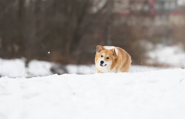 Attivo Cane Corgi Gallese Inverno — Foto Stock