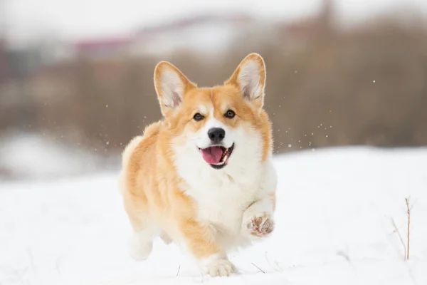 Активний Валлійський Коргі Собака Взимку — стокове фото