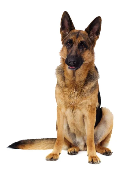 German Shepherd Dog Full Growth White Background Isolated — Stockfoto