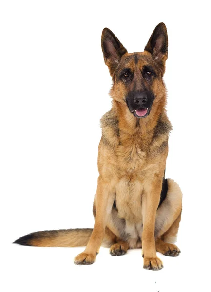 German Shepherd Dog Full Growth White Background Isolated — Φωτογραφία Αρχείου