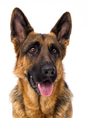 Beyaz arka planda Alman çoban köpeği izole
