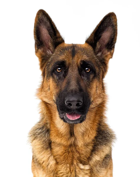 Portret Van Een Duitse Herdershond Een Witte Achtergrond Geïsoleerd — Stockfoto