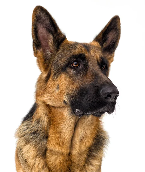 Beyaz arka planda Alman çoban köpeği izole