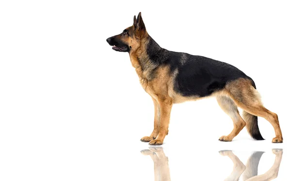 Schäferhund Steht Seitlich Auf Weißem Hintergrund Isoliert — Stockfoto