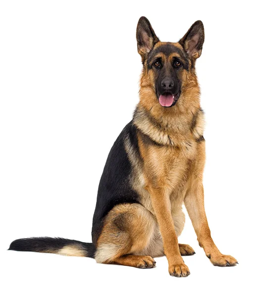 German Shepherd Dog Full Growth White Background Isolated — Φωτογραφία Αρχείου