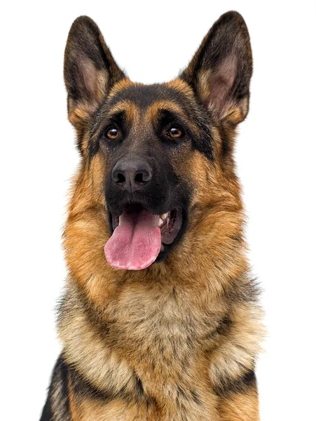 Schäferhund Auf Weißem Hintergrund Isoliert — Stockfoto