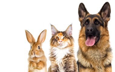 Beyaz arka plan üzerinde köpek ve çiçek buketi