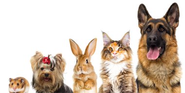 Beyaz arka plan üzerinde köpek ve çiçek buketi