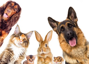 Beyaz arka plan üzerinde köpek ve çiçek buketi