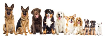 Beyaz arka plan üzerinde köpek ve çiçek buketi